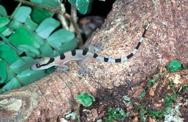 banded gecko
