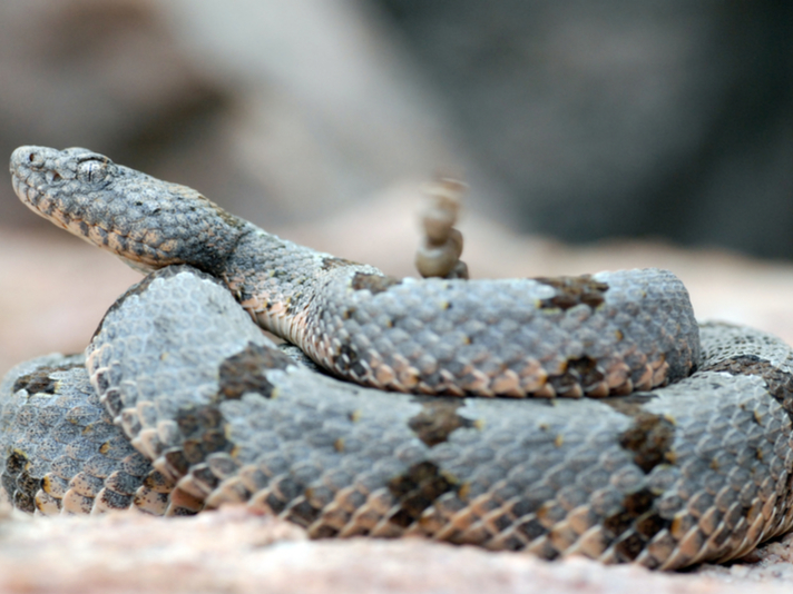 banded rock rattlesnake