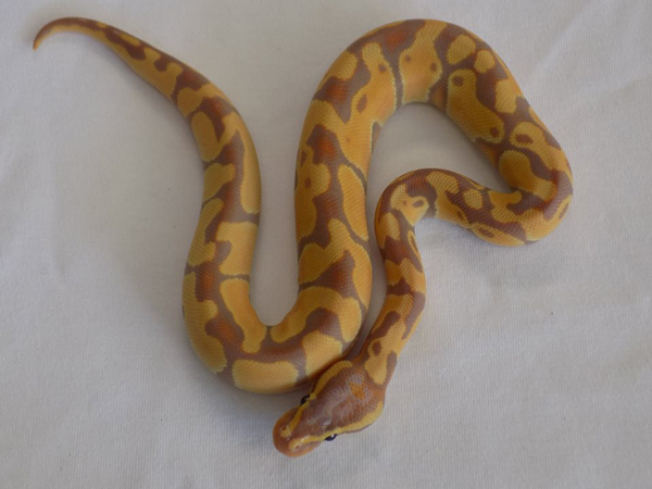 ball python