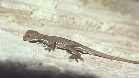 Basilisk Lizard Care And Information