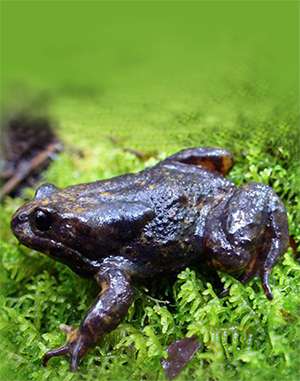 Baw baw frog