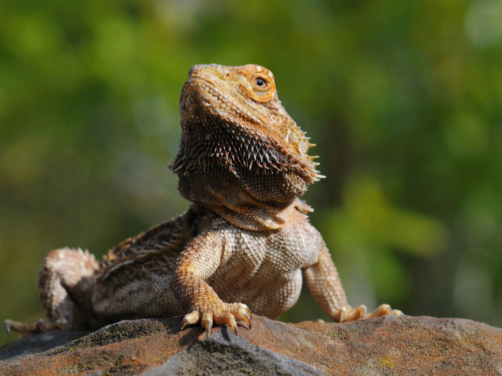 Bearded Dragon Looking For Its Owner At University Of ...