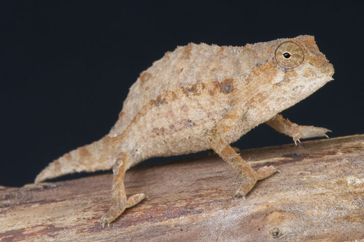 bearded leaf chameleon