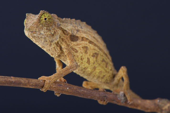 Bearded Leaf Chameleon Care Sheet Reptiles Magazine,Starbuck Sizes And Prices