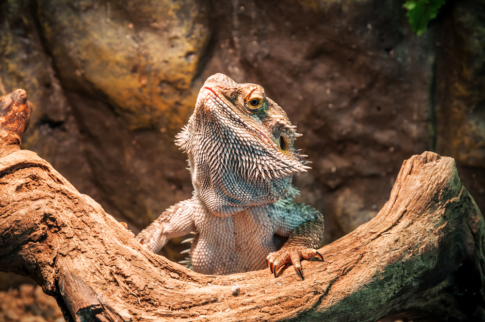 bearded dragon