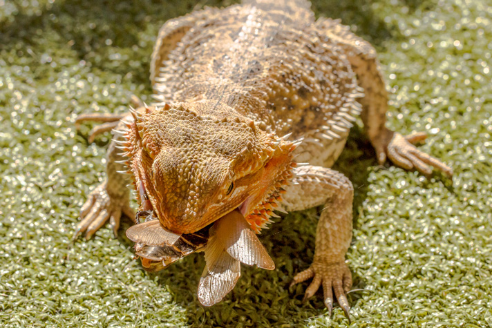 Bad Idea Putting A Horned Lizard In Same Enclosure As Bearded