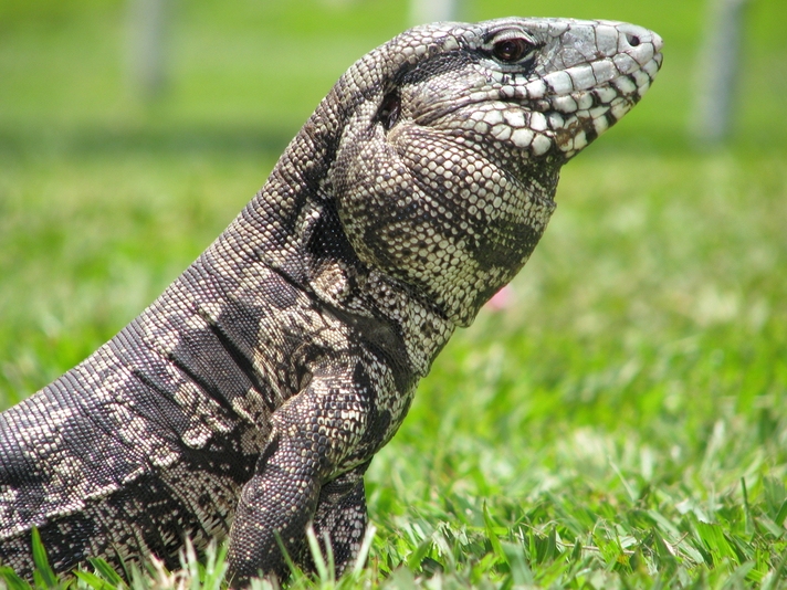 Black and white tegu