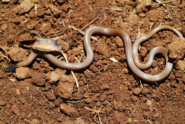 black headed centipede eater