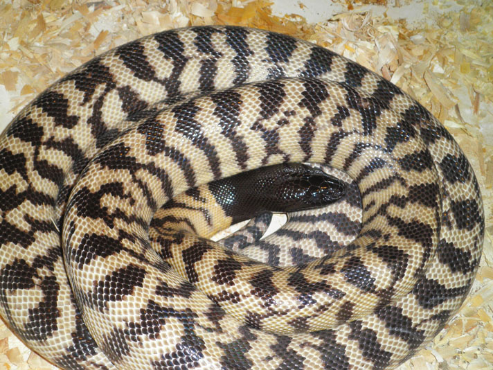 Black-headed python