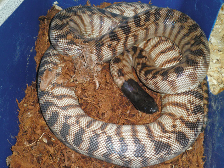 Black-headed python