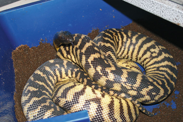 Black-headed python