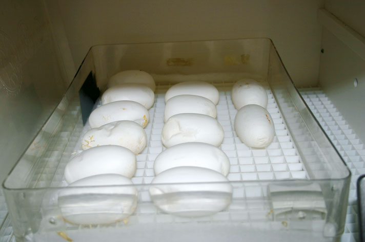 black-headed python eggs