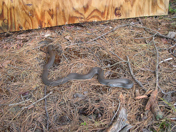 black racer snake