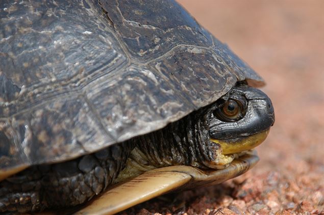blandings turtle