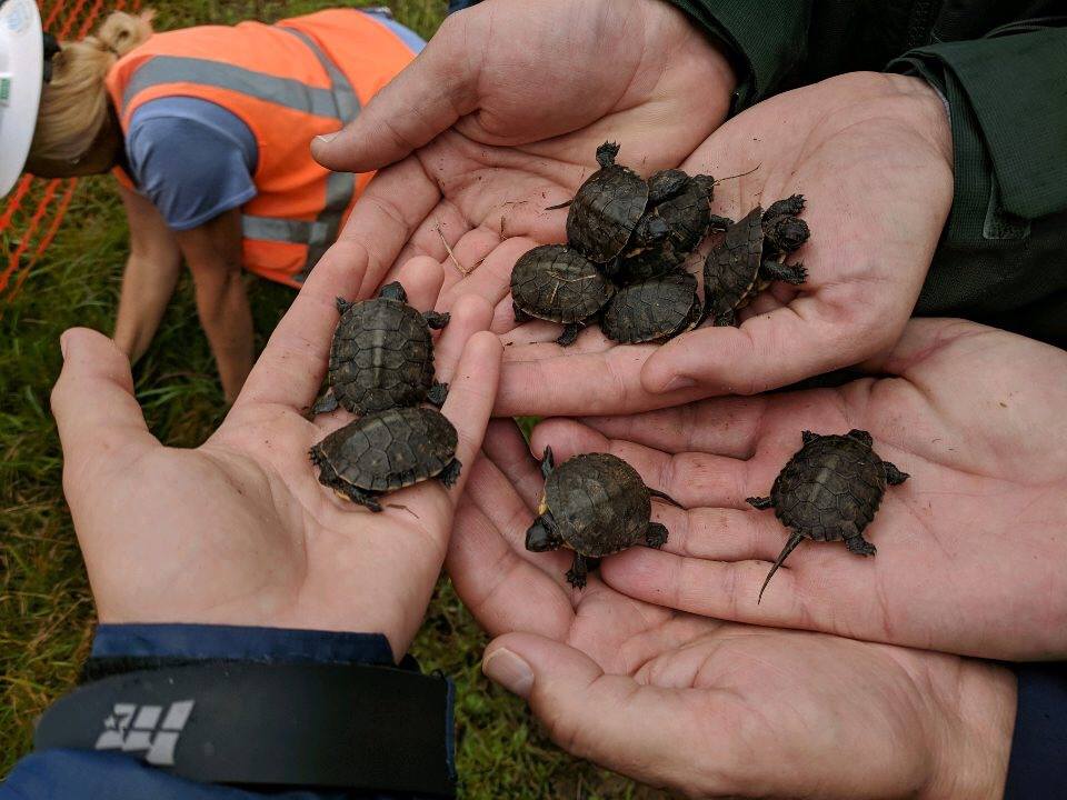 Blanding's turtles