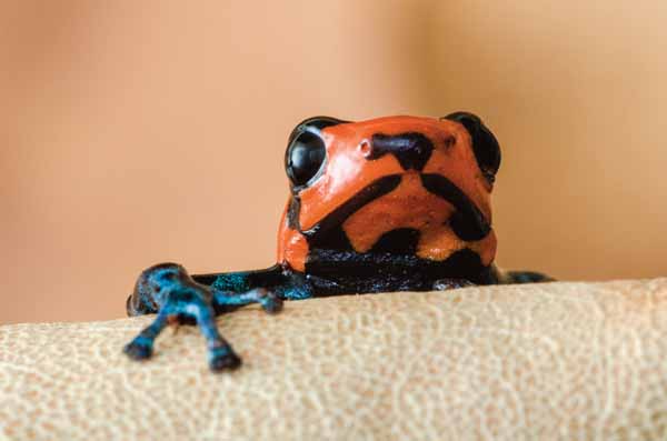 blessed dart frog