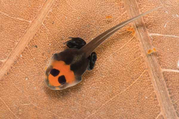 Blessed dart frog tadpole