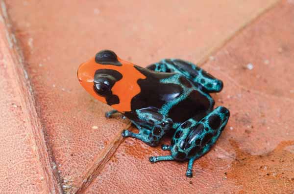 Blessed dart frog