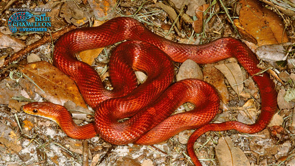 Corn Snake Care Sheet Reptiles Magazine,What Is The Average Lifespan Of A Cat In Captivity