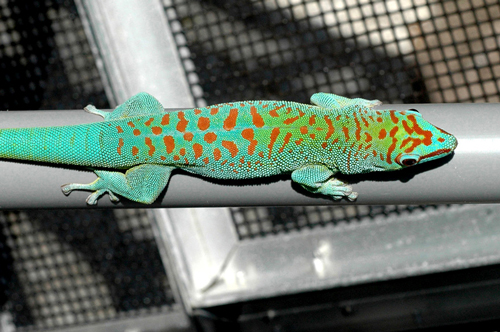 Blue day gecko