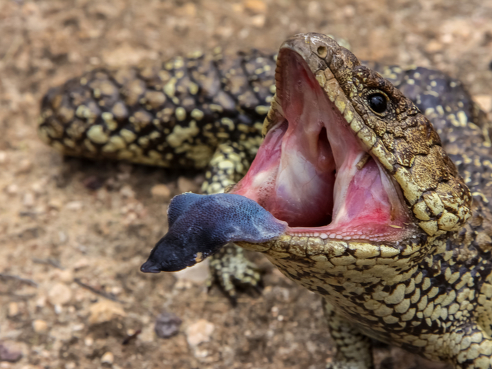 blue-tongue skink