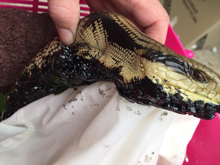 blue tongue lizard stuck in tar