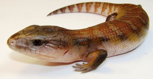 blue tongue skink hatchling