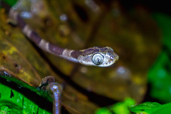 blunt headed treesnake