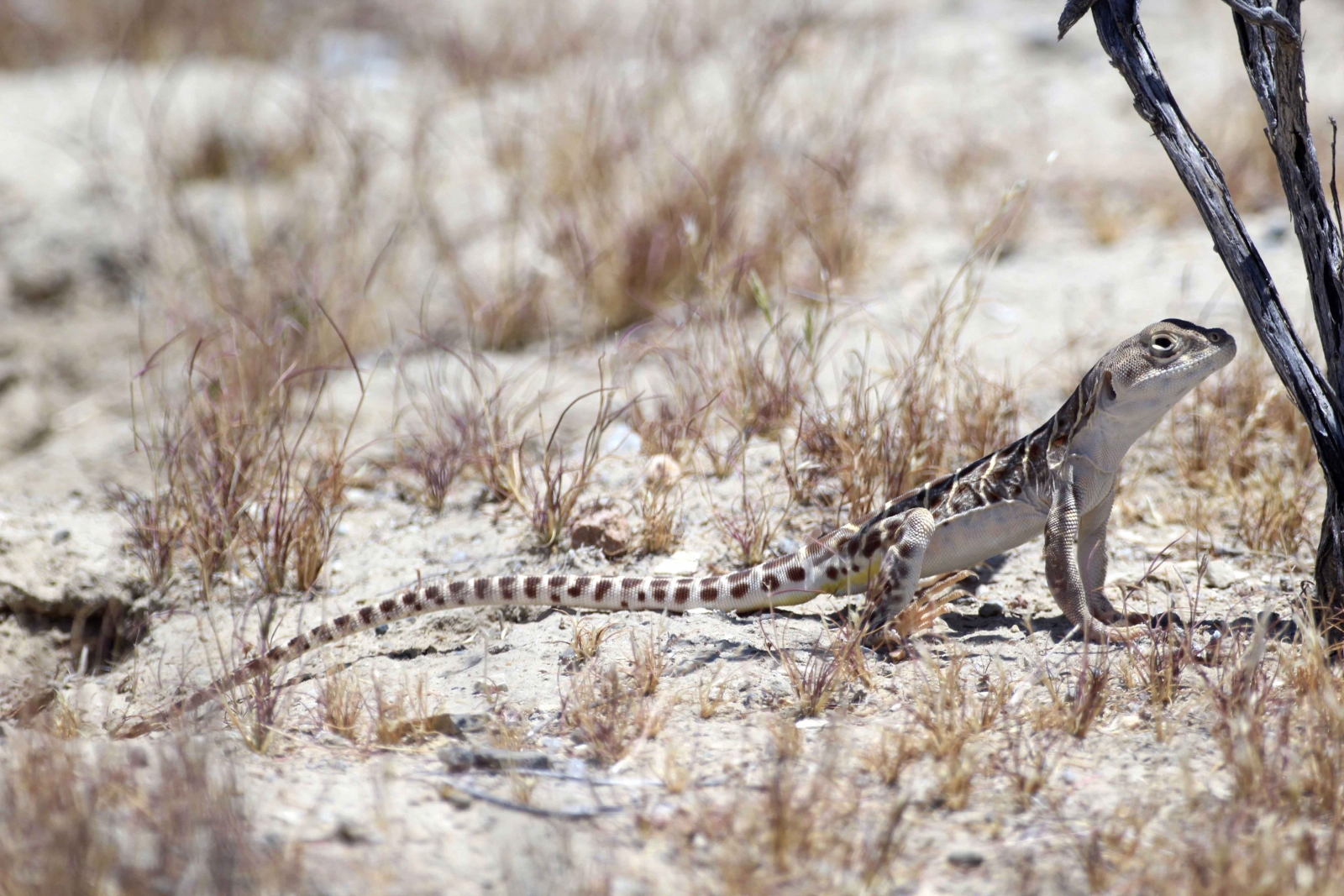 Blunt nosed leopard lizard