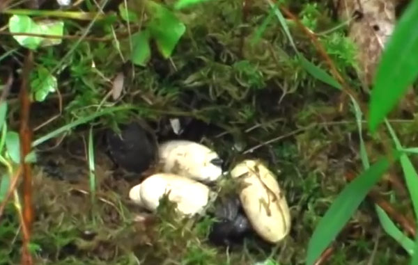 bog turtle eggs