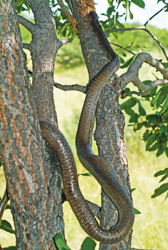 boomslang snakes