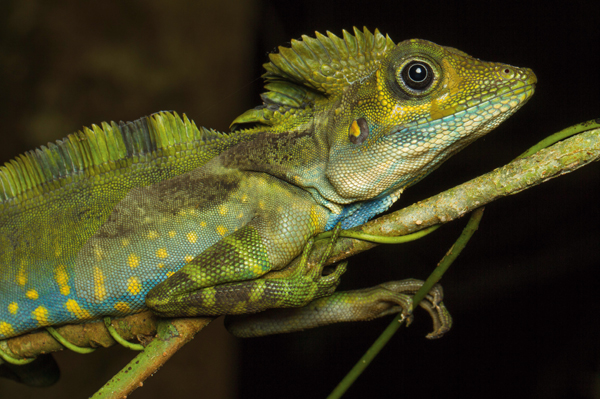 This giant forest dragon (Gonocephalus grandis) was found perched on a thin branch at eye level.