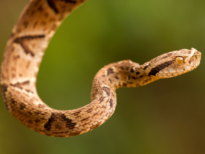 Brazilian pit viper