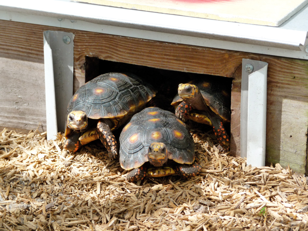 tortoise breeders