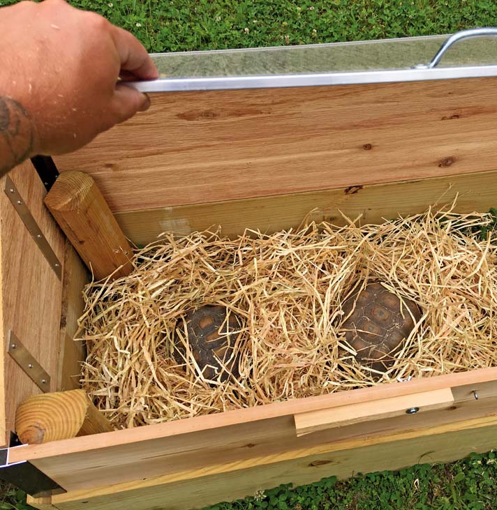 desert tortoise