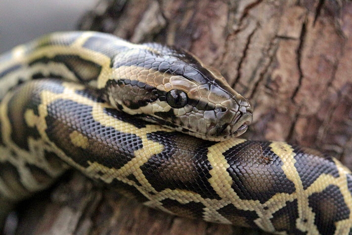 Burmese python