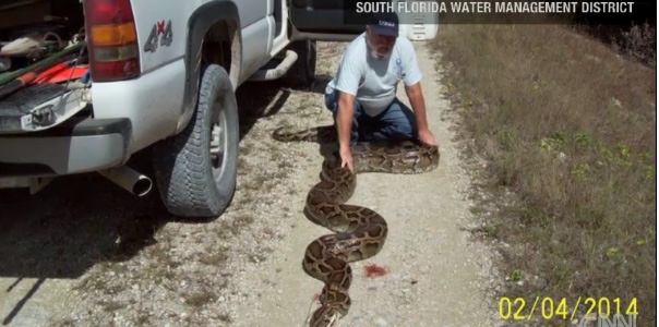 Burmese python