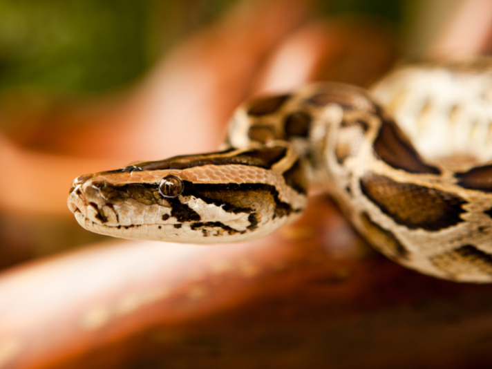 Burmese python