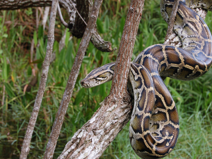 Burmese python in Everglades