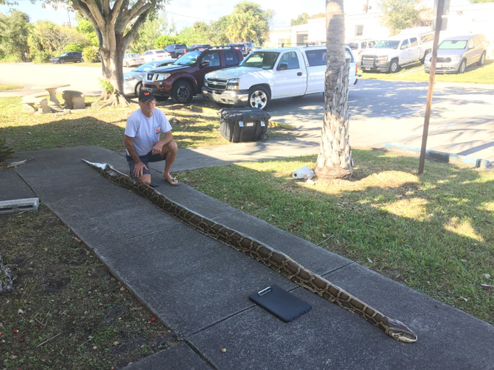 Burmese python