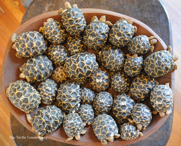 Burmese star tortoise