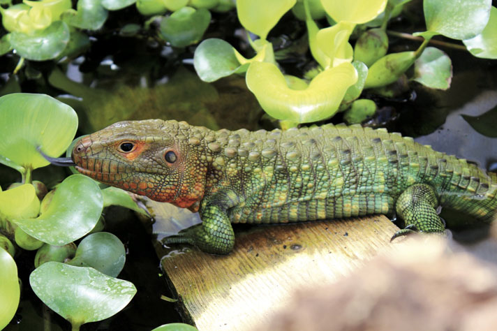 Caiman Lizard Care And Information 
