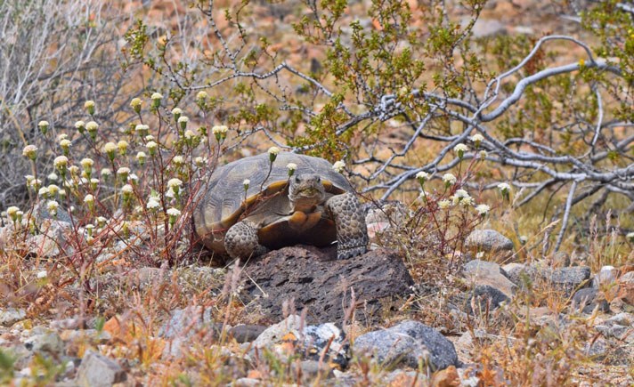 California desert tortoise