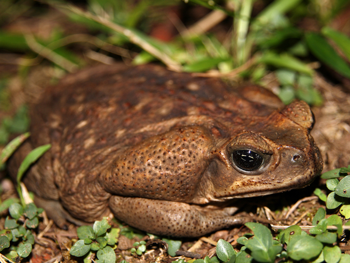 Cane toad