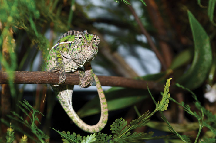 Carpet chameleon