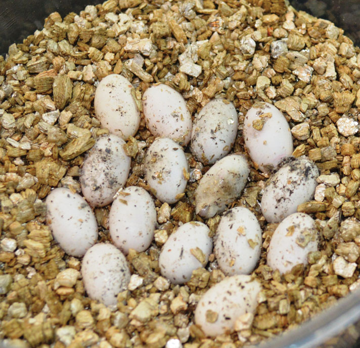 carpet chameleon eggs