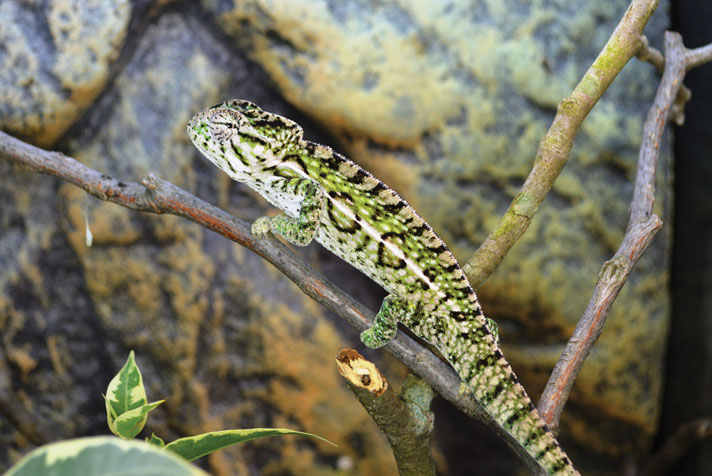 carpet chameleon