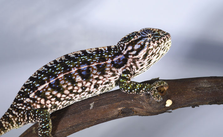 Carpet chameleon