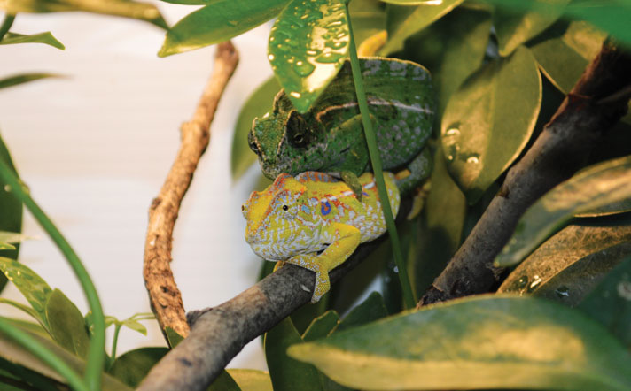 carpet chameleon