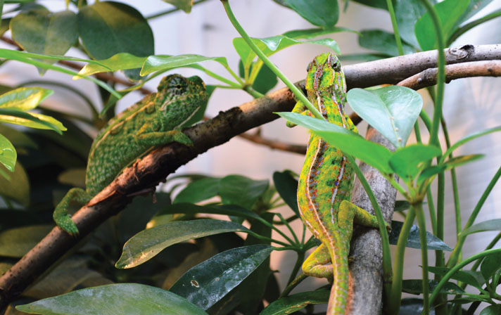 carpet chameleon